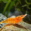 Orange Sunkist Shrimp