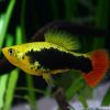 JUMBO Platy Hawaii Variatus