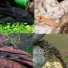 Tropical Tank Cleaner (Pack D)