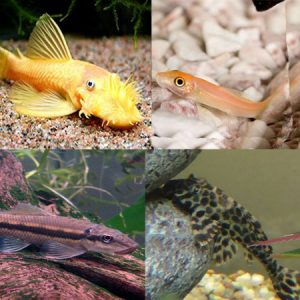 Tropical Tank Cleaner (Pack F)