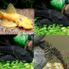 Tropical Tank Cleaner (Pack G)