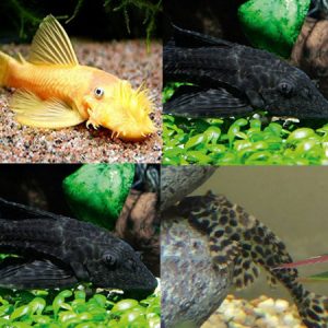 Tropical Tank Cleaner (Pack G)