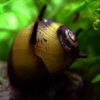 Horned Nerite Snail