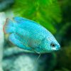 Powder Blue Dwarf Gourami MALE