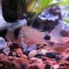 Panda Cory