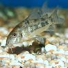 Pepper Cory