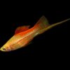 Pineapple Swordtail