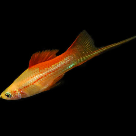 Pineapple Swordtail