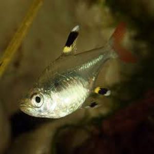 Pristilla Tetra