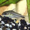 Pygmy Cory