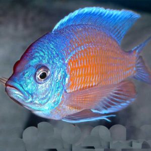 Red Fin Borelyi Cichlid 4/6cm