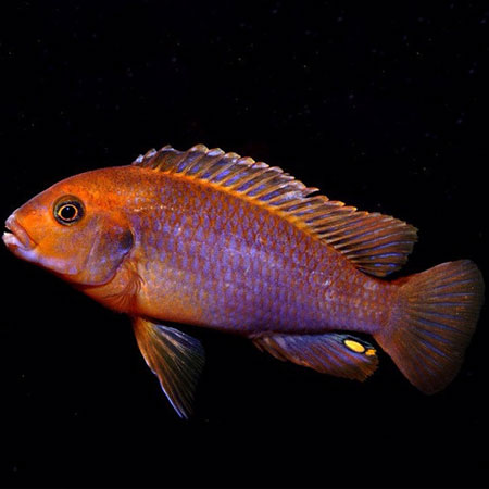 Rusty Cichlid 4/6cm