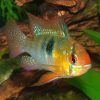 Ramirezi 4/5cm