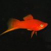 Red Swordtail
