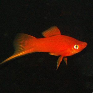 Red Swordtail