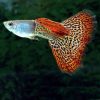 Red Snakeskin Male Guppy