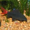 Red Tail Black Shark
