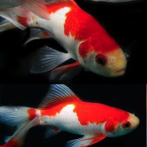 Sarasa 3/4''