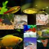 Small Tropical Tank Filler (Pack 10)
