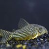 Sterbas Cory m/large