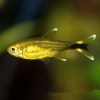 Silvertip Tetra