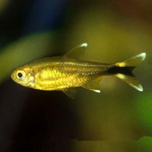 Silvertip Tetra