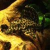 Spotted Pleco 5/6cm