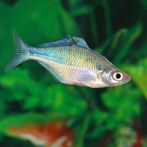 Turquiose Rainbow
