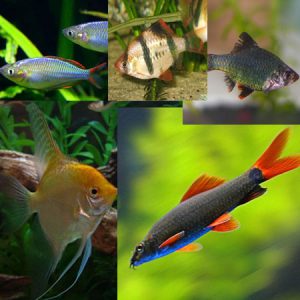 Tropical Tank Filler (Pack 18)