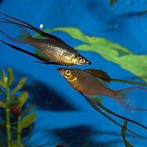 Threadfin Rainbow