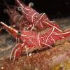 Dancing Shrimp
