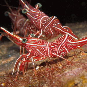 Dancing Shrimp