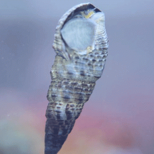 Cerith Snail