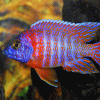 Red Sided Blue Peacock 4-6cm