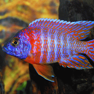 Red Sided Blue Peacock 9/11cm