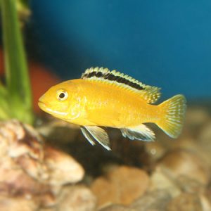 Electric Yellow Cichlid 4/6cm