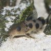 Synodontis Valentiana 6cm