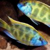 Venustus cichlid 4/6cm