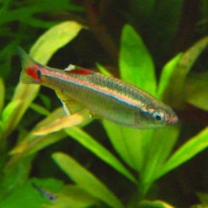 White Cloud Mountain Minnow