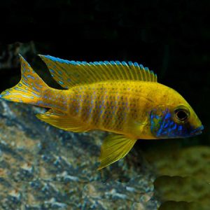 Yellow Peacock 9/11cm
