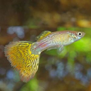Yellow/Yellow Snakeskin Male Guppy