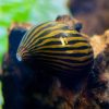 Zebra Snail