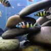 Zebra Obliquidens