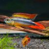 Double Full Red Agassizii PAIR