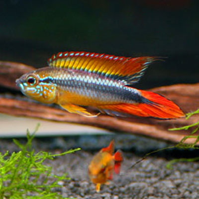 Double Full Red Agassizii PAIR