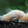 Albino Cory Cat