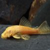 Albino Pleco