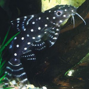 Synodontis Angelicus 4/6cm