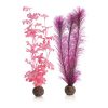 Pink Kelp Plants Small