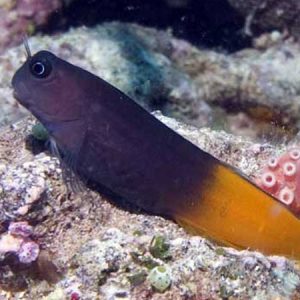 Bicolour Blenny